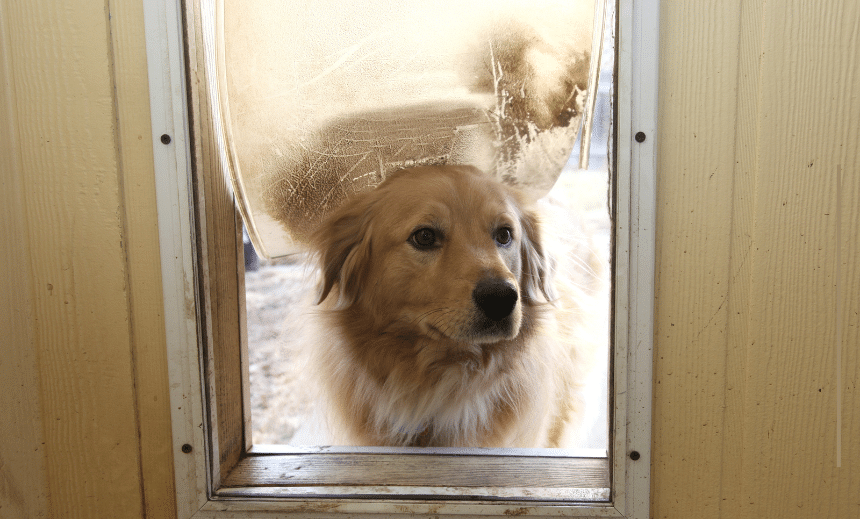 Aluminium Pet Door Installation